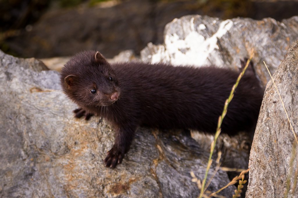 Black mink