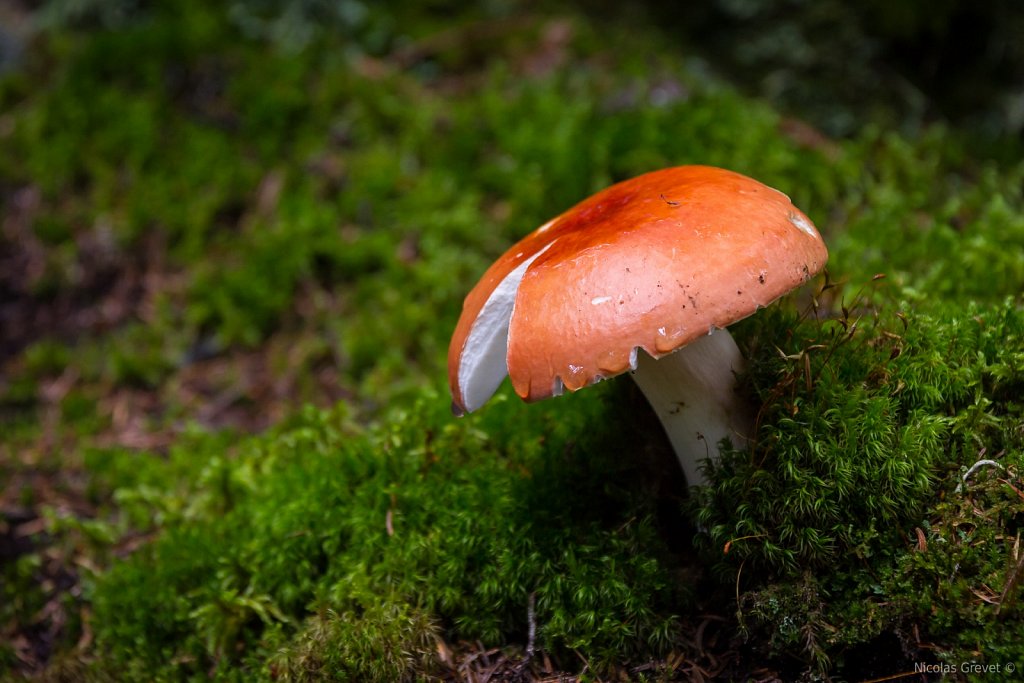 Russula Red