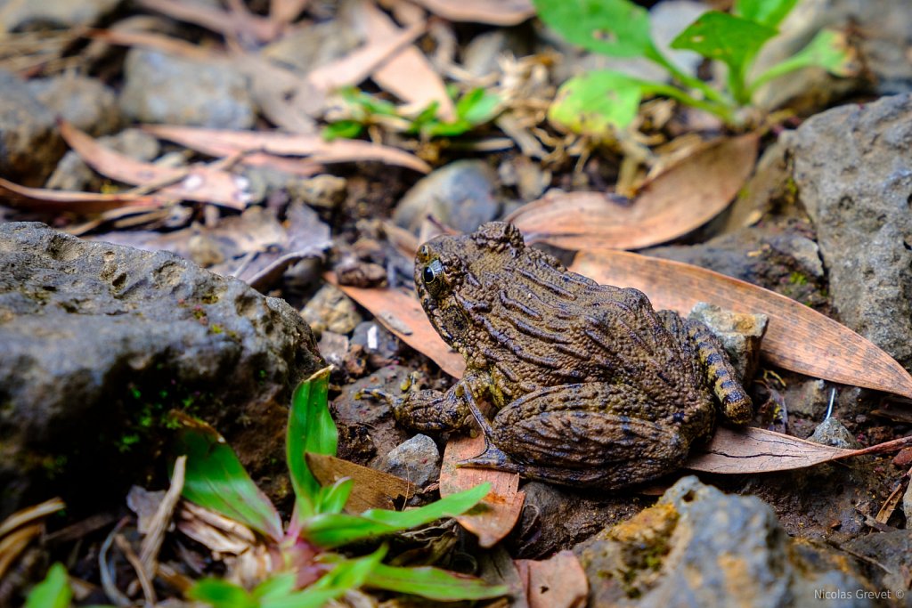 Japanese Wrinkled Frog