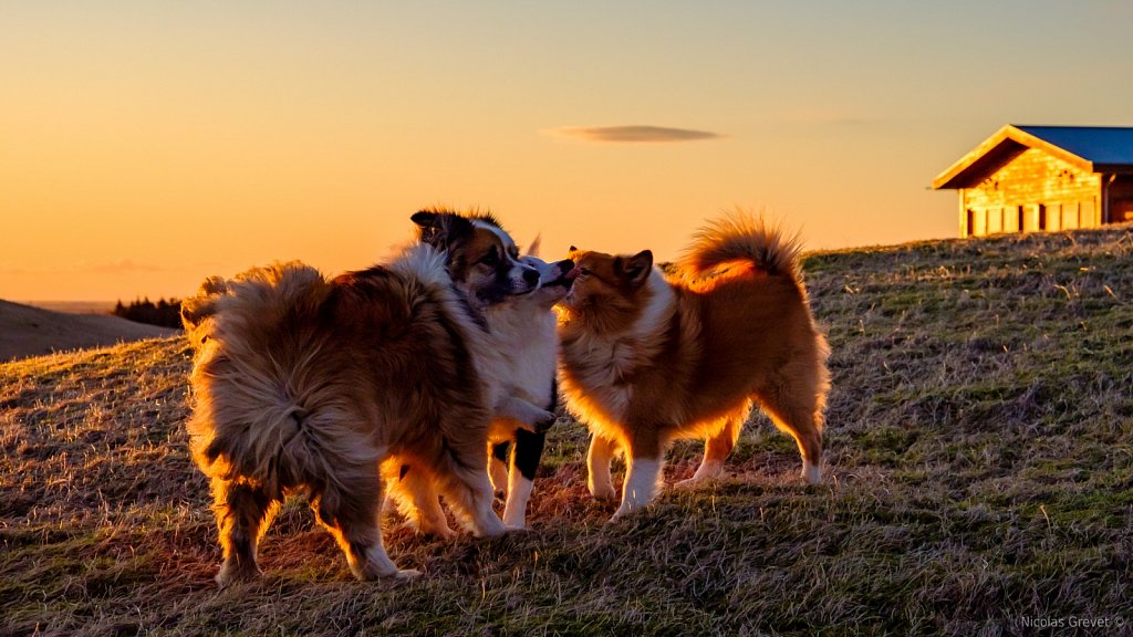 Icelandic Dogs